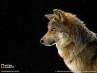 gray wolf